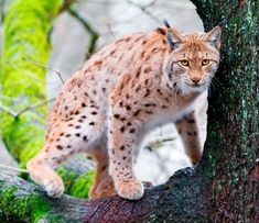 a lynx standing on top of a tree branch