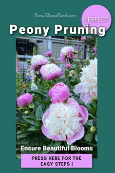 peony pruning ensure beautiful blooms press here for the easy steps