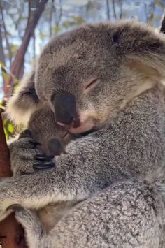 a koala bear is hugging its baby in a tree with it's eyes closed