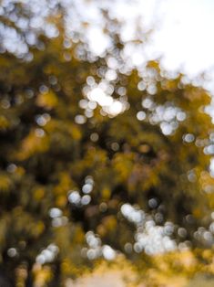 a blurry image of trees and grass in the background with sunlight shining on them