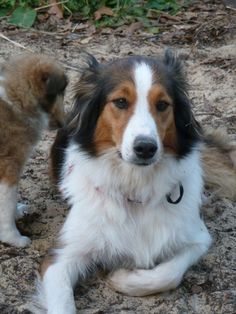 two dogs sitting on the ground next to each other and one is looking at the camera