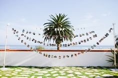 a palm tree is next to a wall with pictures hanging from it's sides