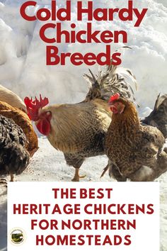 the best heritage chickens for northern homesteads are featured in this book, cold - hard chicken breeds