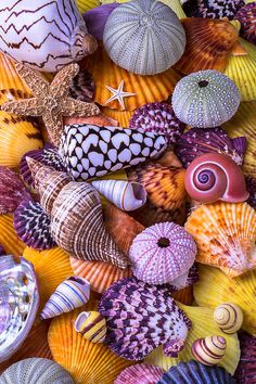 colorful sea shells and starfish on display