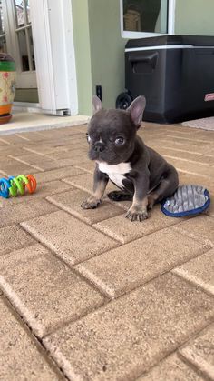 a small gray and white dog sitting on top of a floor next to a toy