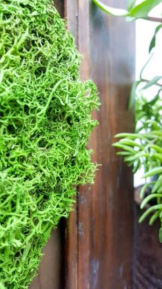 green moss growing on the side of a wooden door