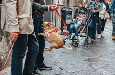 a group of people walking down a street with a dog on a leash and another person pushing a stroller behind them