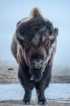 a large bison standing on top of a snow covered field