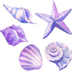 seashells and starfish painted in watercolor on white paper