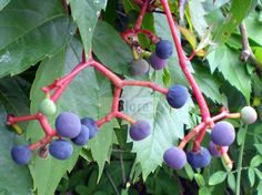 berries growing on the branches of a tree