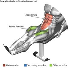 the muscles are shown in this diagram