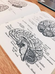 an open book with diagrams of the human brain on it and a cell phone next to it