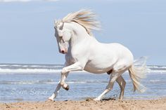 a white horse is running on the beach