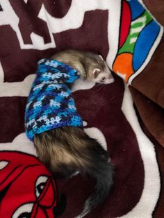 a ferret in a sweater sleeping on a blanket