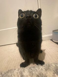 a black cat sitting on top of a white floor next to a door and looking up at the camera