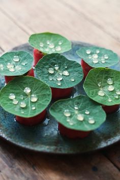 small red flowers with green leaves on a blue plate