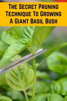 the secret pruning technique to growing a giant basil bush