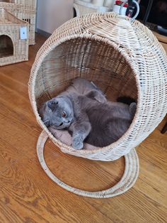 a gray cat laying in a wicker ball chair on the floor next to a dog house