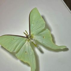 a green butterfly sitting on top of a white surface