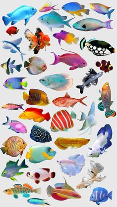 an image of many different colored fish in the ocean and on the water, all grouped together