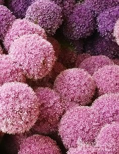 purple and yellow flowers are arranged in rows