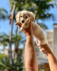 a man holding a puppy up in the air with palm trees in the back ground