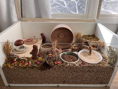 a display case filled with lots of different types of plants and animals in bowls next to a window