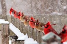 the birds are all lined up on the fence in the snowy day, and one is looking at the camera