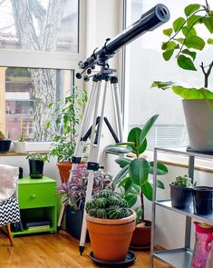 a room filled with lots of potted plants and a telescope on top of a table