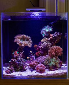 an aquarium filled with lots of different types of corals