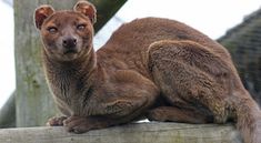 a small brown animal sitting on top of a wooden fence