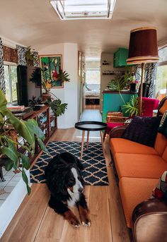 a black and white dog sitting on top of a wooden floor next to a couch