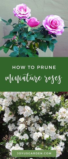 pink roses in a white vase with text overlay - how to prune miniature rose's