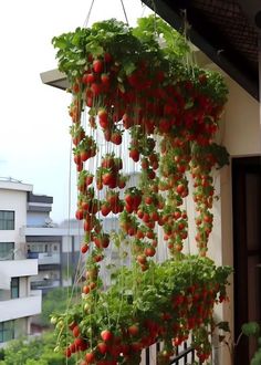 some red and green plants hanging from the side of a building with buildings in the background