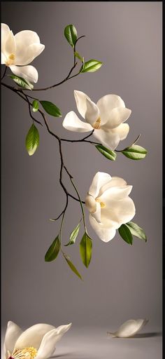 two white flowers with green leaves on a twig in front of a gray background