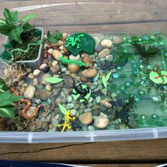 a plastic container filled with plants and rocks