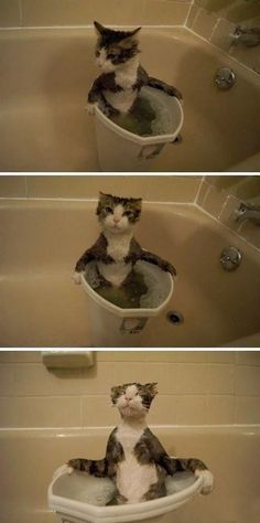 a cat sitting in a bathtub with the caption, you may go servants why are you still here? oh, sweet jesus