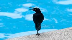 a black bird standing on the edge of a pool