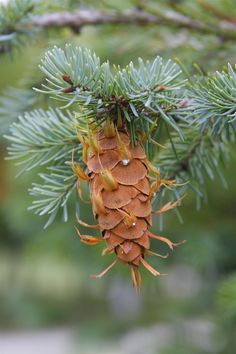 a pine cone hanging from a tree branch