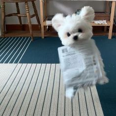 a small white dog holding a newspaper in it's mouth