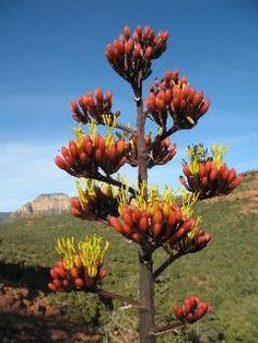 a tree with lots of red and yellow flowers in front of a green hill side