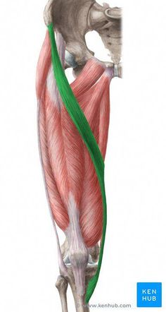 the muscles are shown in this image, and there is no image on it to describe