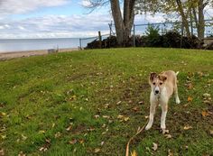 a brown and white dog standing on top of a lush green field