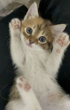 a small kitten with paws up in the air