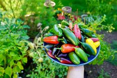 a person holding a blue bowl filled with lots of green and red peppers in the garden