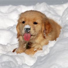 a golden retriever laying in the snow with its tongue out and it's tongue hanging out