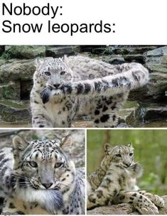 two snow leopards sitting next to each other in front of some rocks and grass