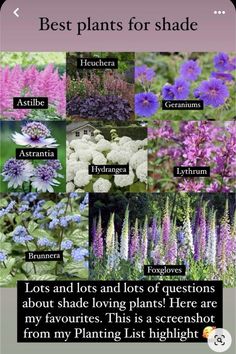 purple flowers with the words best plants for shade on them and below it is an image of