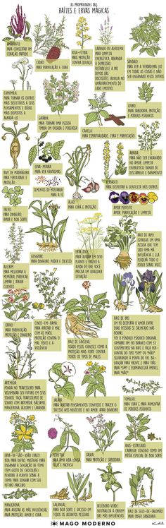 an illustrated poster showing different types of plants and their names in english, french, and spanish