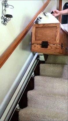 a dog is sitting in a wooden box on the stairs